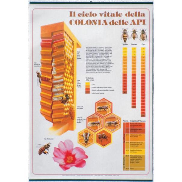 lega poster il ciclo vitale della colonia delle api - foto 1