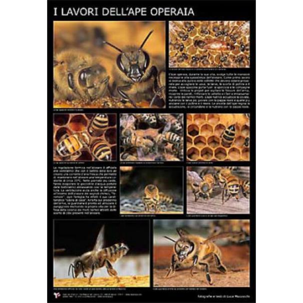 apicoltura.com poster fotografico 
